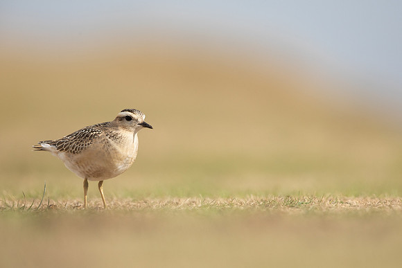 Dotterel, Cleeve Common, September 2022