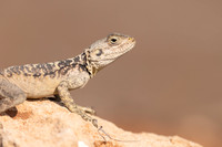 Cyprus Rock Agama, Cape Grecko, Cyprus, July 2024