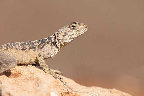 Cyprus Rock Agama, Cape Grecko, Cyprus, July 2024