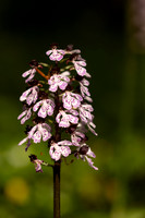 Lady Orchid, Yockletts Bank, May 2024