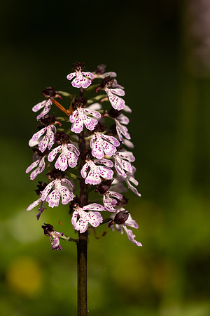 Lady Orchid, Yockletts Bank, May 2024