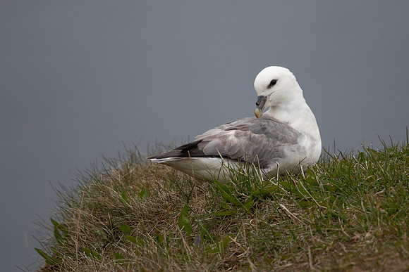 Fulmar, Iceland, June 2022