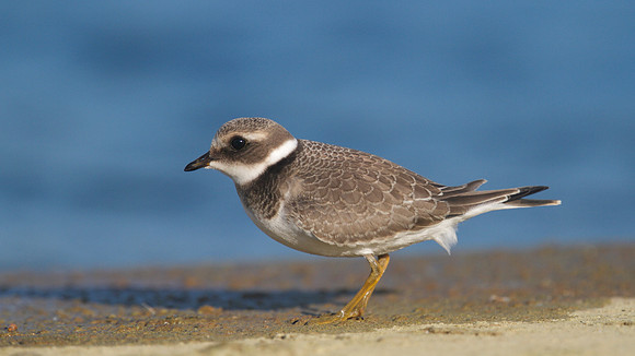 Ringed Plover, Cheddar Reservoir, September 2014
