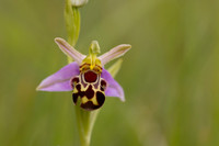 Bee Orchid, Cleeve common, June 2024