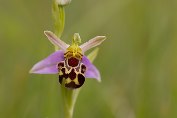 Bee Orchid, Cleeve common, June 2024