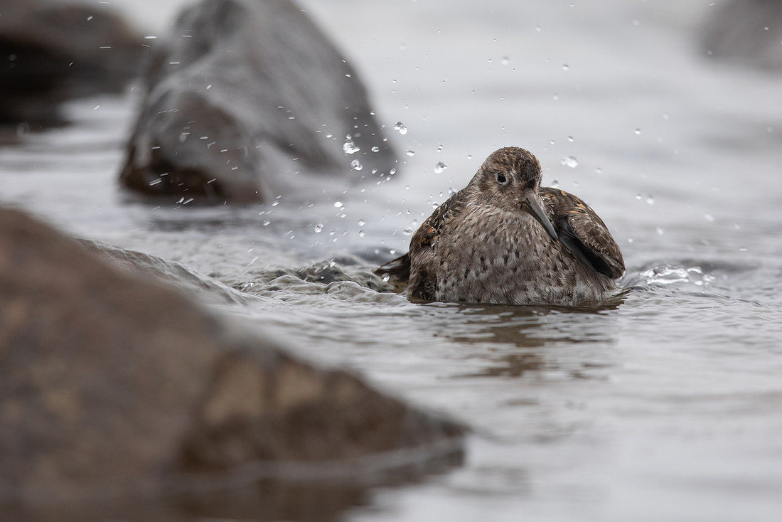 Purple Sandpiper, Raufarhofn, June 2022