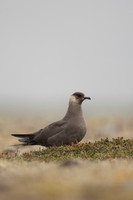 Arctic Skua,Snæfellsnes peninsula, Iceland, June 2022
