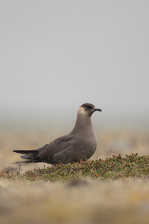 Arctic Skua,Snæfellsnes peninsula, Iceland, June 2022