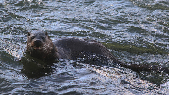 Otter, River Don, Aberdeen, Feb 2015.