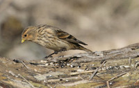 Twite, Aust Warth