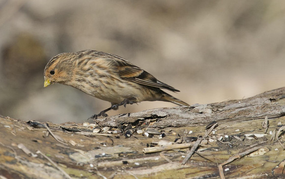 Twite, Aust Warth