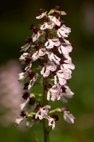 Lady Orchid, Yockletts Bank, May 2024