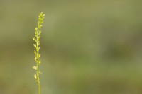 Bog Orchid, New Forest, July 2024