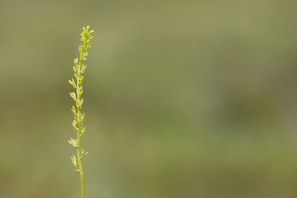 Bog Orchid, New Forest, July 2024