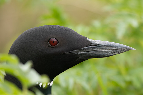 Great-northern Diver, River Sog, Iceland, June 2022.
