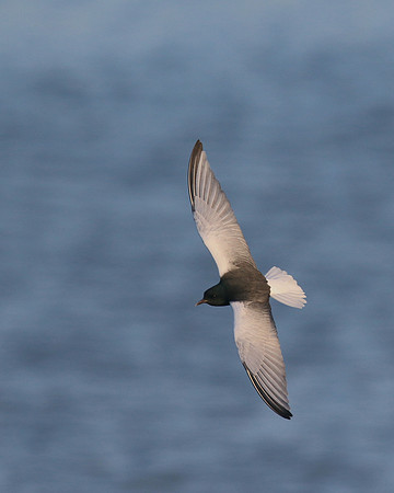White-winged Tern, Oroklini, Cyprus, April 2016