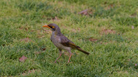 Yellow-throated Miner