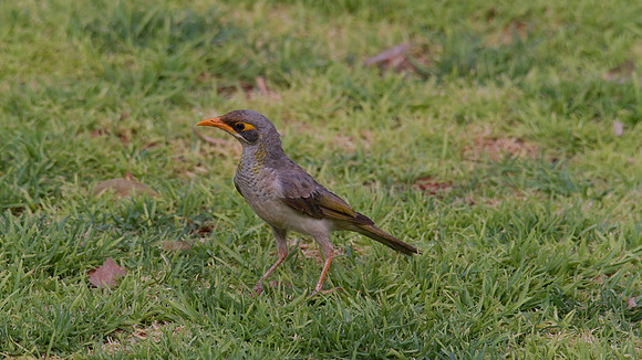 Yellow-throated Miner, Ayres Rock Resort, November 2013