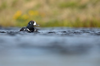 Harlequin Duck,  River Laxa, Iceland, May 2022