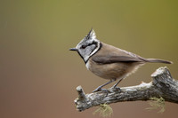 Crested Tit, Loch Morclich, February 2023