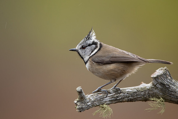 Crested Tit, Loch Morclich, February 2023