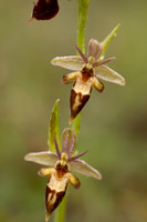 Woodcock x Fly Orchid, Dorset, May 2024.