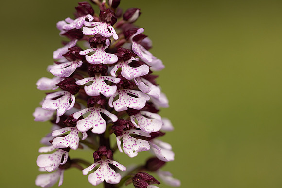 Lady Orchid, Kent, May 2024