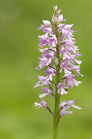 Miltary Orchid, Berkshire, May 2024
