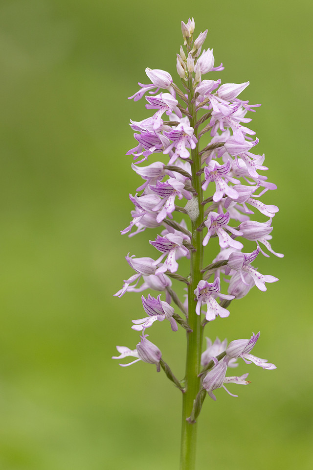 Miltary Orchid, Berkshire, May 2024
