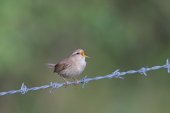 Wren, Rockhampton, April 2025