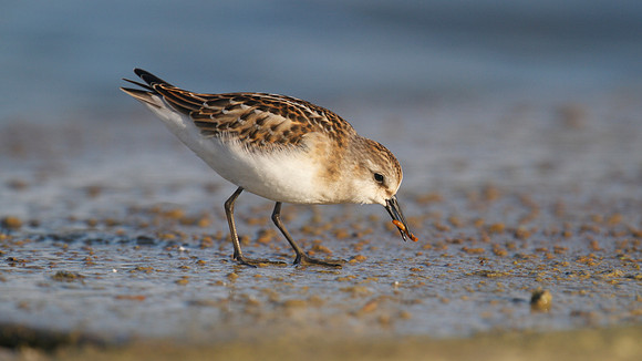 Little Stint, Cheddar Reservoir, September 2014