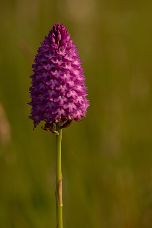 Pyramidal Orchid, Oldbury Power station, May 2021