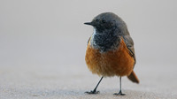 Eastern Black Redstart, Skinningrove, November 2016
