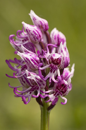 Monkey Orchid, Kent, May 2024