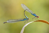 Small Red-eyed Damselfly, Oldbury Power Station, August 2024