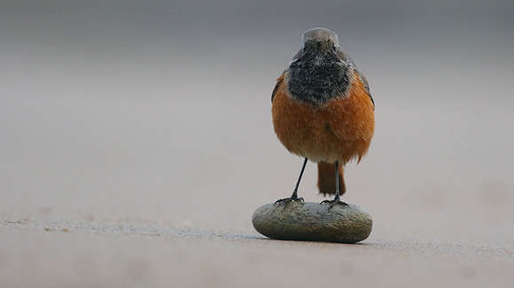 Eastern Black Redstart, Skinningrove, November 2016