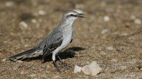 Tropical Mockingbird, Palm Beach, Aruba, November 2015