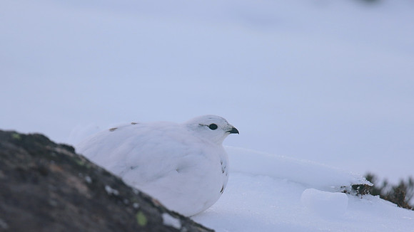 Ptarmigan, Cairngorms, Feb 2015