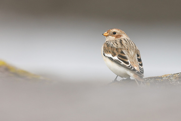 Snow Bunting, Severn Beach, November 2020