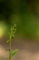 Green-flowered Helleborine, Cotswolds, July 2022