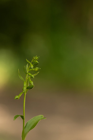 Green-flowered Helleborine, Cotswolds, July 2022