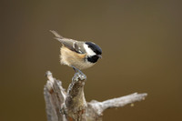 Coal Tit, Loch Morclich, February 2023