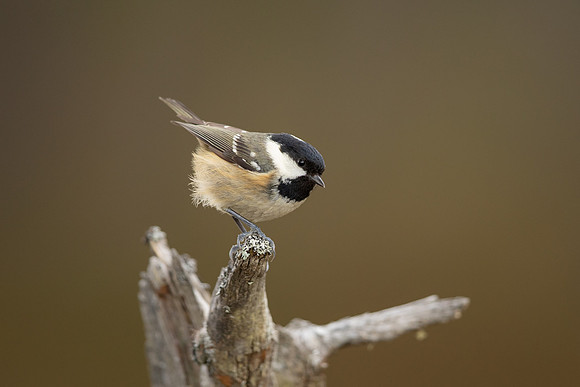 Coal Tit, Loch Morclich, February 2023