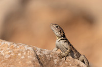 Cyprus Rock Agama, Cape Grecko, Cyprus, July 2024