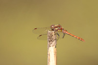 Dragonflies of Europe
