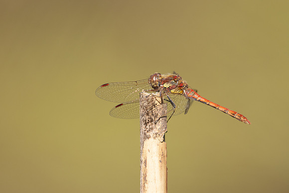 Common Darter, Oldbury Power Station, September 2023