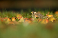 Redwing, Tockington, December 2022