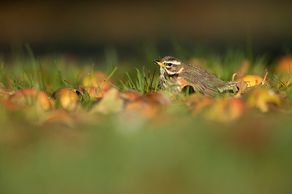 Redwing, Tockington, December 2022