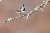 Crested Tit, Loch Morclich, February 2024