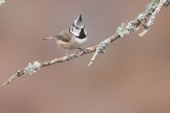 Crested Tit, Loch Morclich, February 2024